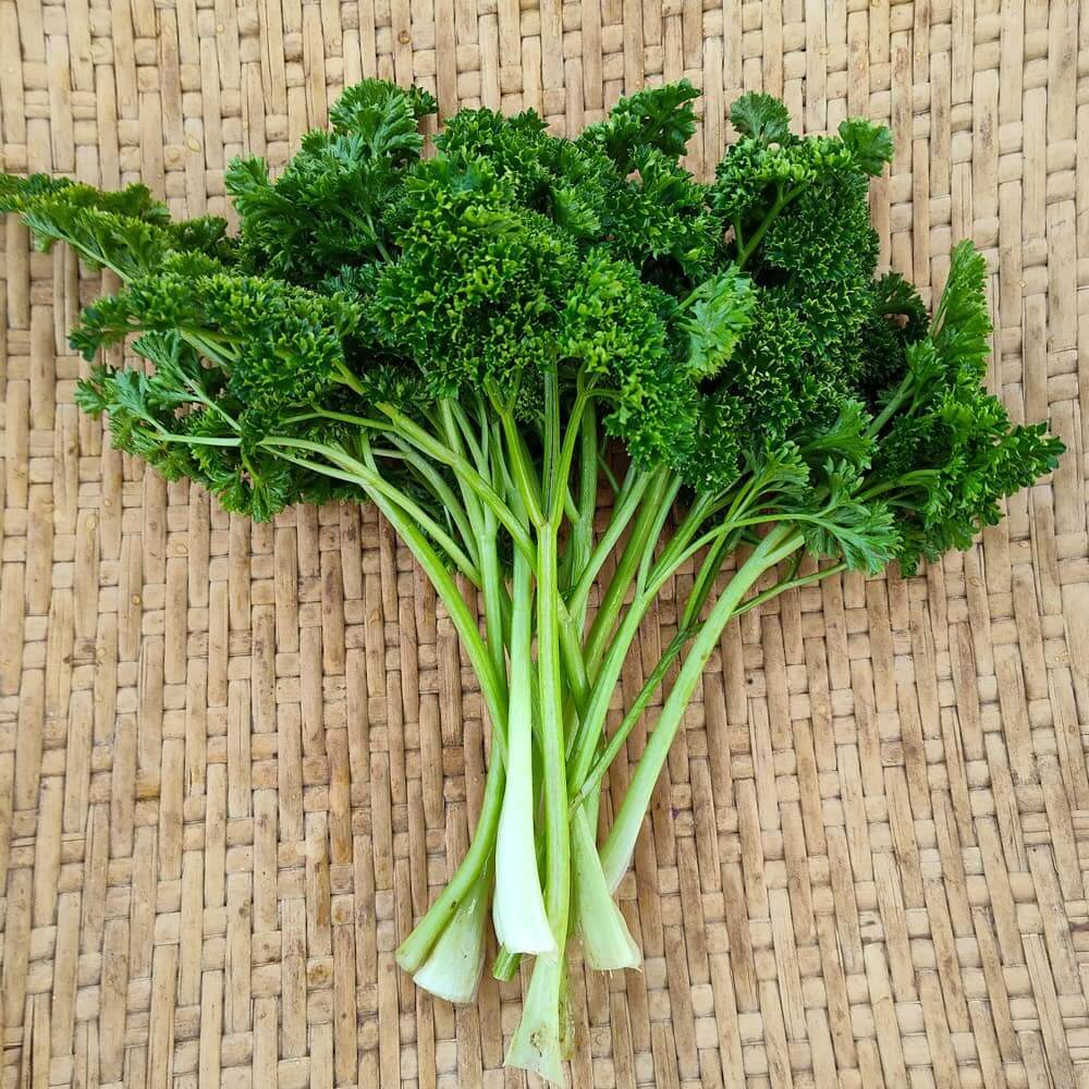 Forest Green Parsley Seeds