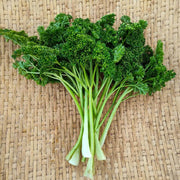 Forest Green Parsley Seeds