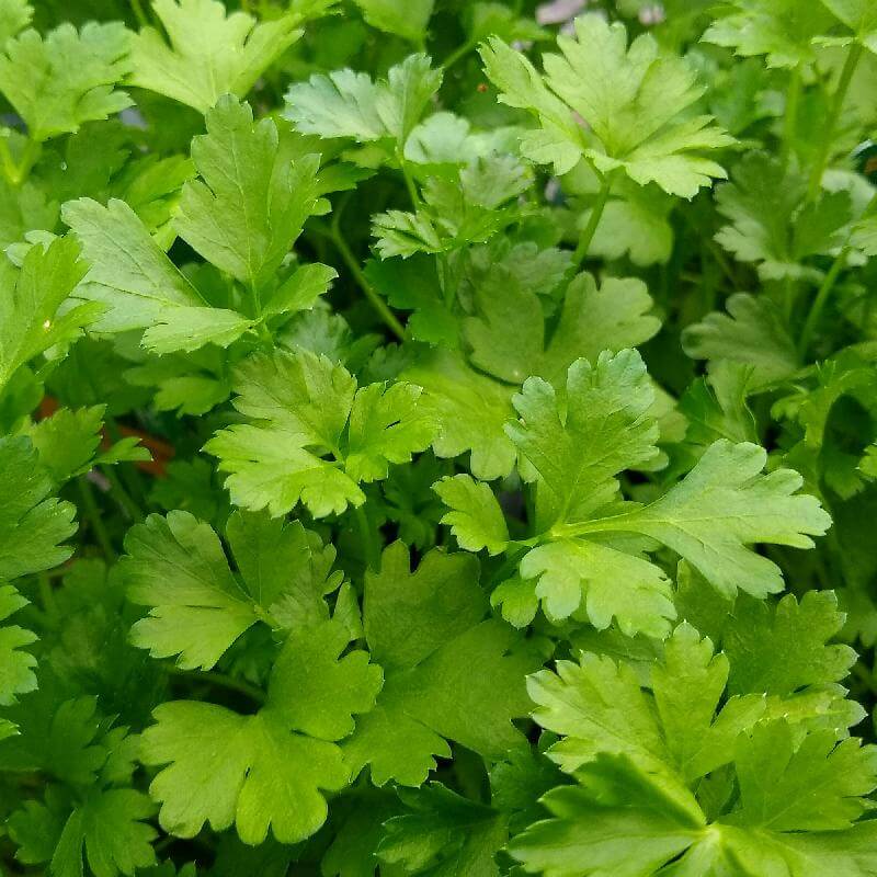 Giant of Italy Parsley Seeds, Herbal