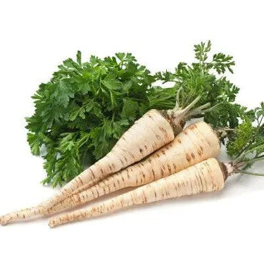 Hamburg Rooted Parsley Seeds