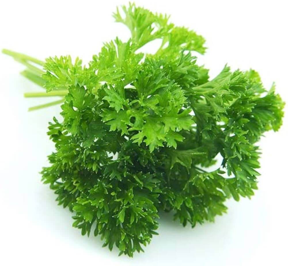 Laika Parsley Seeds