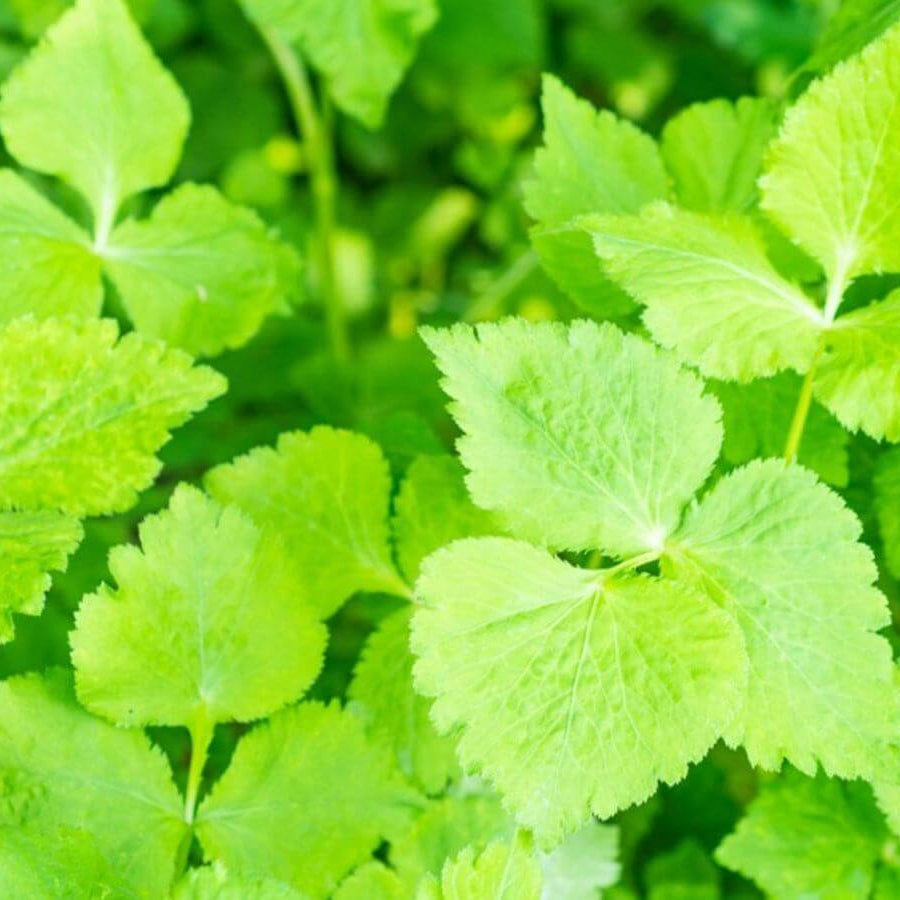 Mitsuba Japanese Parsley Seeds, Herbal