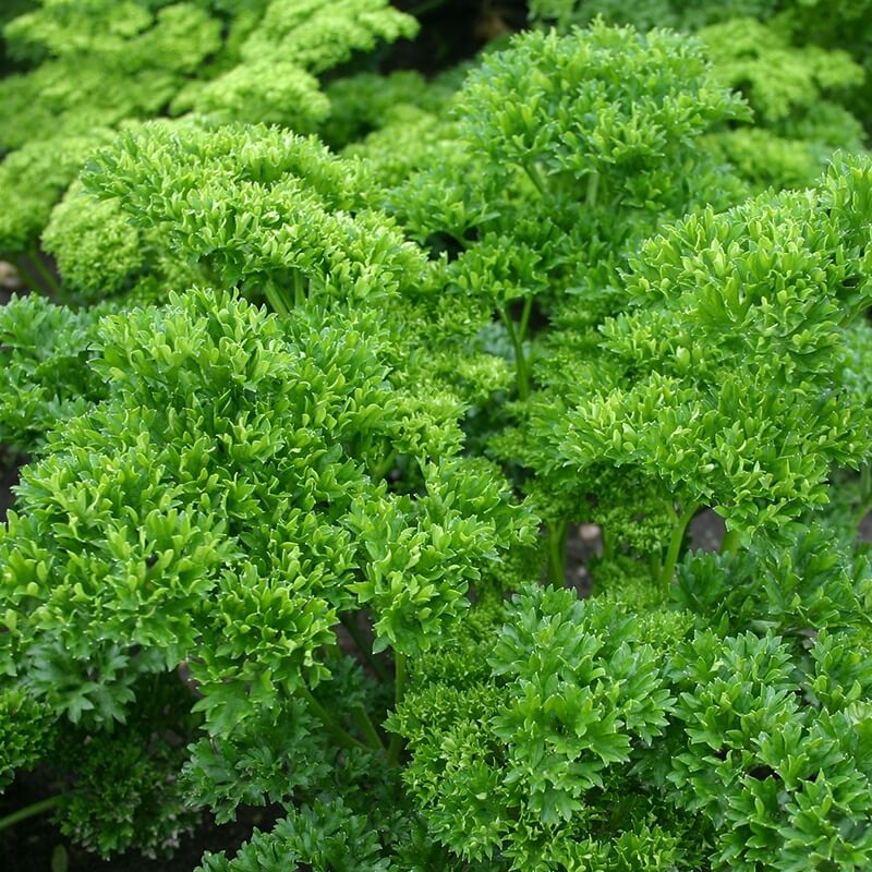 Moss Curled Parsley Seeds, Herbal