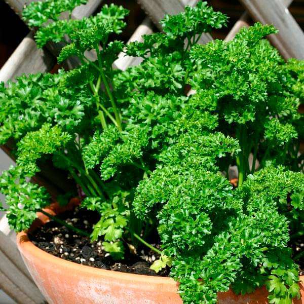 Petroselinum Crispum Parsley Seeds