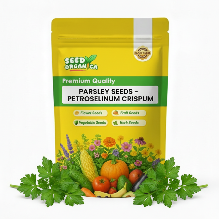 Petroselinum Crispum Parsley Seeds