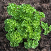 Triple Curled Parsley Seeds, Herbal