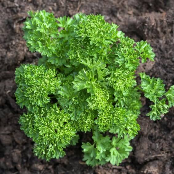 Triple Curled Parsley Seeds, Herbal