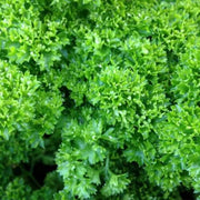 Triple Curled Parsley Seeds, Herbal