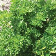Triple Curled Parsley Seeds, Herbal