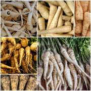 Parsnip Seeds - All In One For Home Gardens