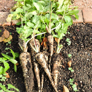 Parsnip Seeds - All In One For Home Gardens