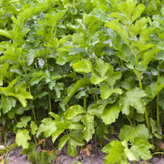 Parsnip Seeds - All In One For Home Gardens