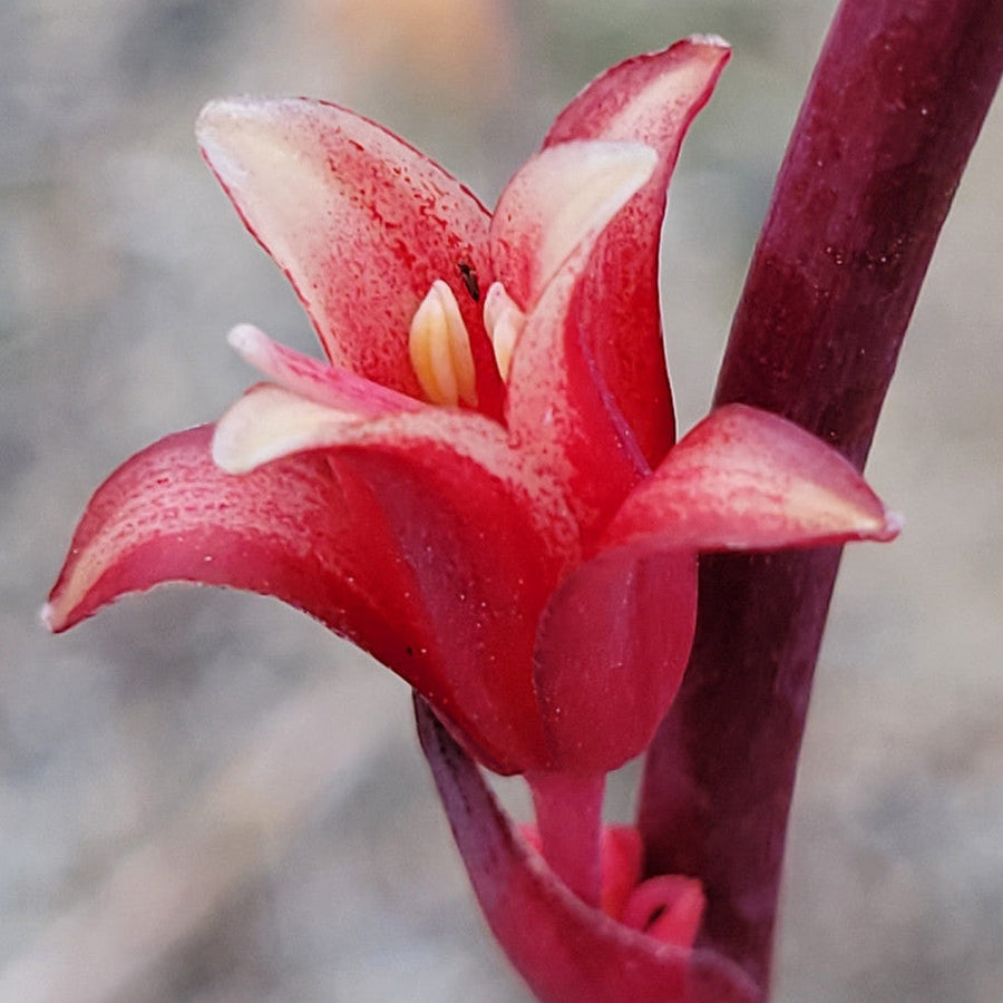 Parviflora Hesperaloe Seeds