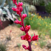 Parviflora Hesperaloe Seeds