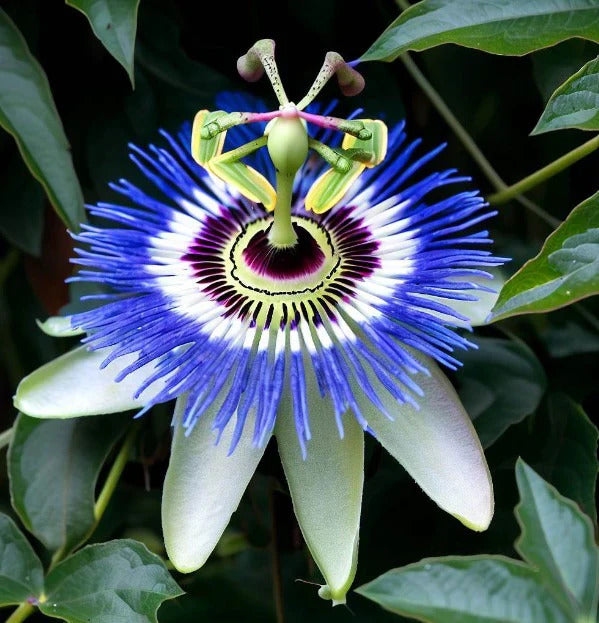 Purple Passion Vine Seeds