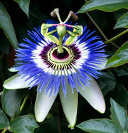 Purple Passion Vine Seeds