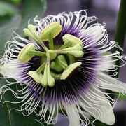 Purple Passion Vine Seeds