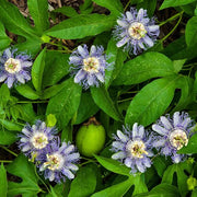 Passion Flowers Seeds - All In One For Home Gardens