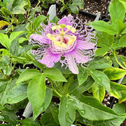 Passion Flowers Seeds - All In One For Home Gardens