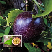 Black Passion Seeds