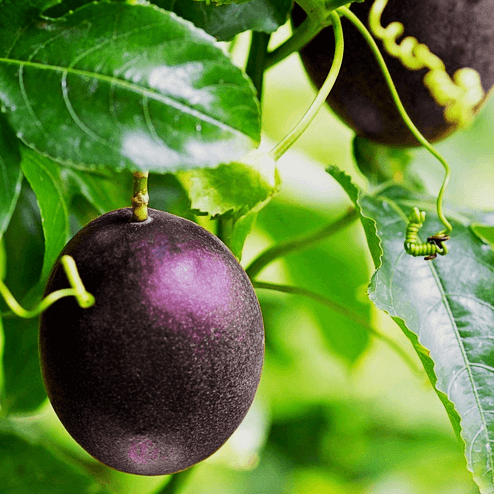 Dark Purple Passion Seeds