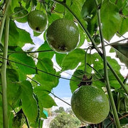 Exotic Tropical Passion Seeds