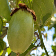 Jambo Passion Seeds