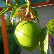 Passiflora incarnata Green Passion Seeds