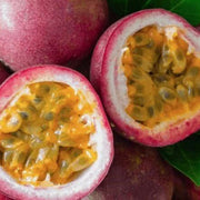 Pink Passion Seeds
