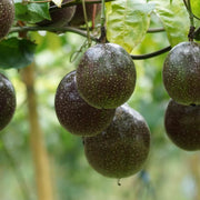 Black Passion Seeds