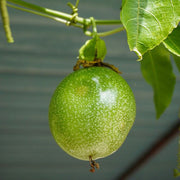 Passiflora incarnata Green Passion Seeds