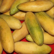 Banana Passion Seeds