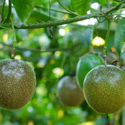 Exotic Tropical Passion Seeds