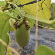 Jambo Passion Seeds