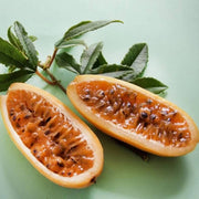Orange Banana Passion Seeds