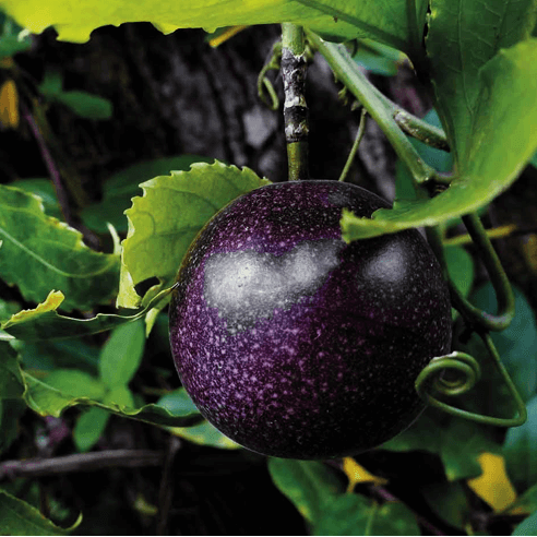 Black Passion Seeds