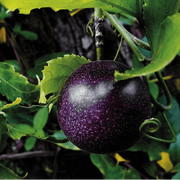 Black Passion Seeds