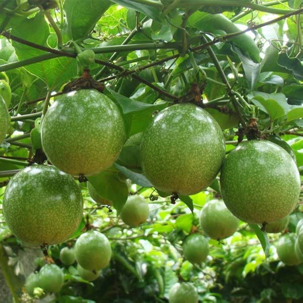 Exotic Tropical Passion Seeds
