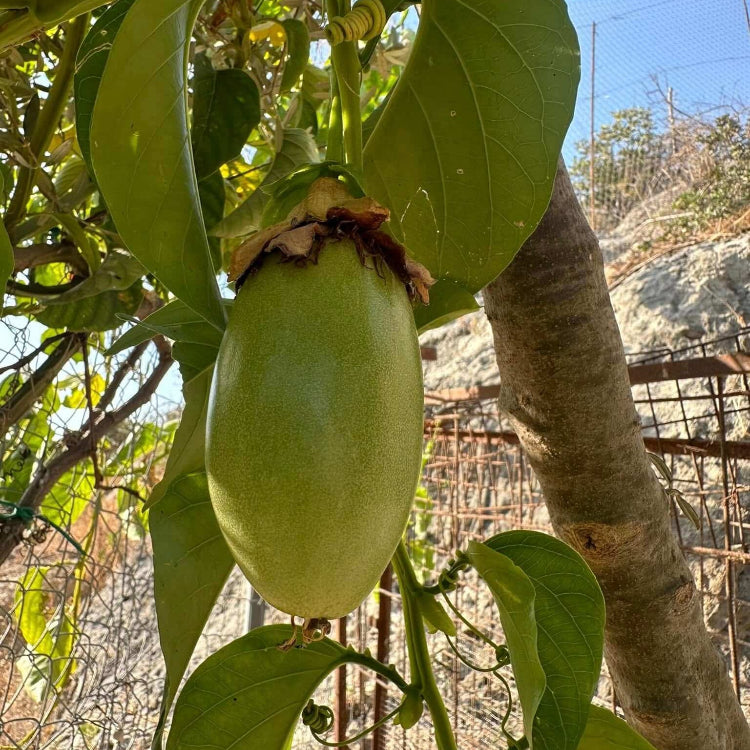 Jambo Passion Seeds