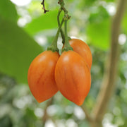 Light Orange Passion Seeds