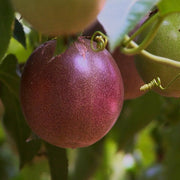 Maroon Red Passion Seeds