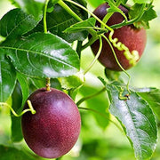 Passiflora edulis Purple Pink Passion Seeds