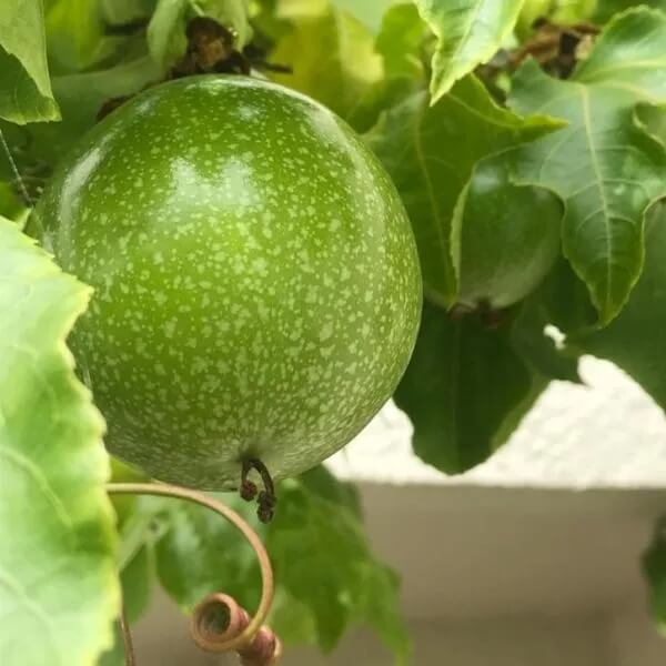 Passiflora incarnata Green Passion Seeds