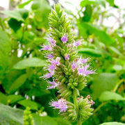Java Indian Patchouli Seeds, Herbal