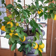 Patio Container Lemon Seeds
