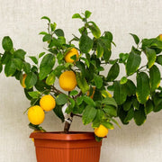 Patio Lemon Seeds