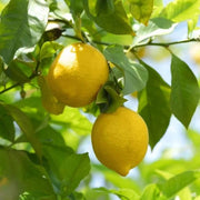 Patio Lemon Seeds