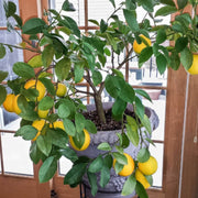 Patio Lemon Seeds