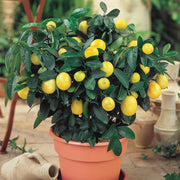 Patio Lemon Seeds