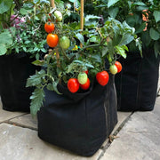 Patio Tomato Seeds